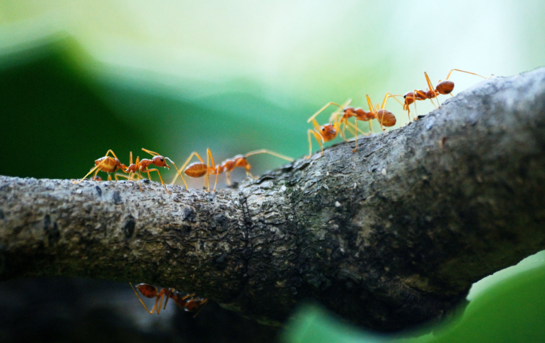 Rid Your Home Of Ants Naturally This Summer Using These Remedies header image.