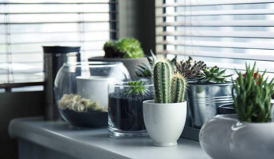 Make Your Home Instagram Worthy With These 7 Houseplants header image.