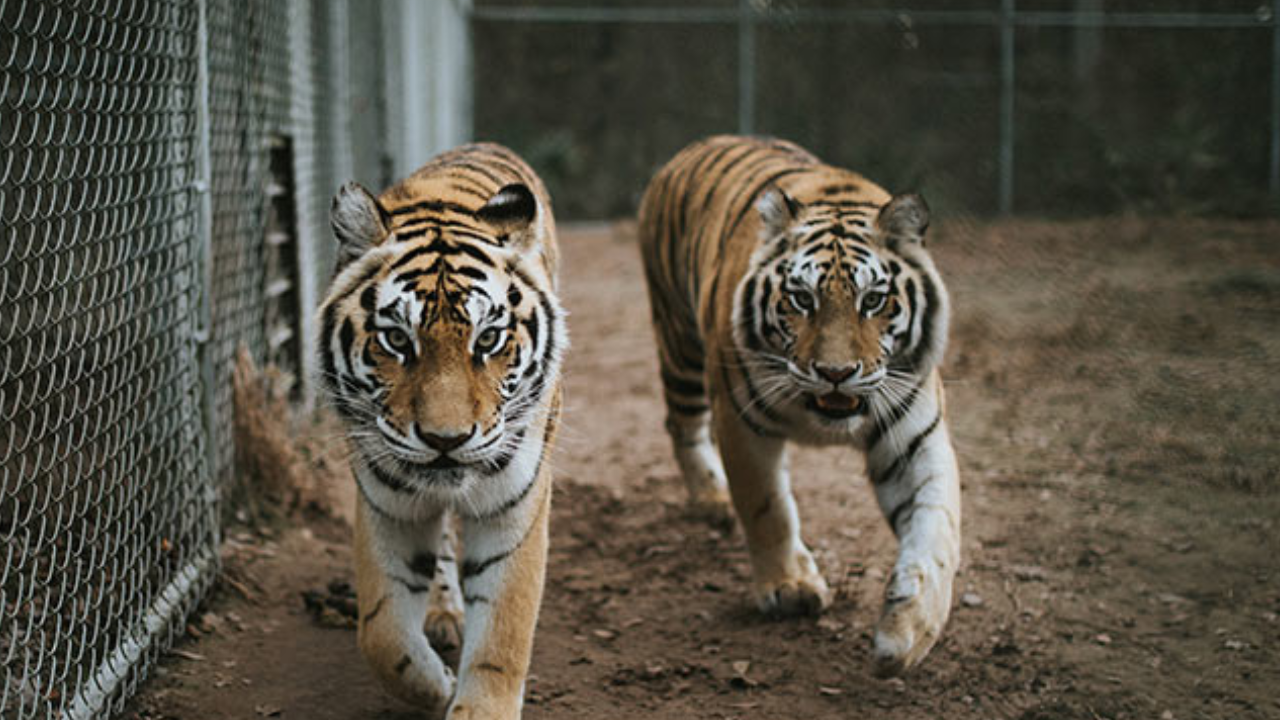 Catty Shack Ranch Wildlife Sanctuary - #1 Thing to Do in Jacksonville header image.
