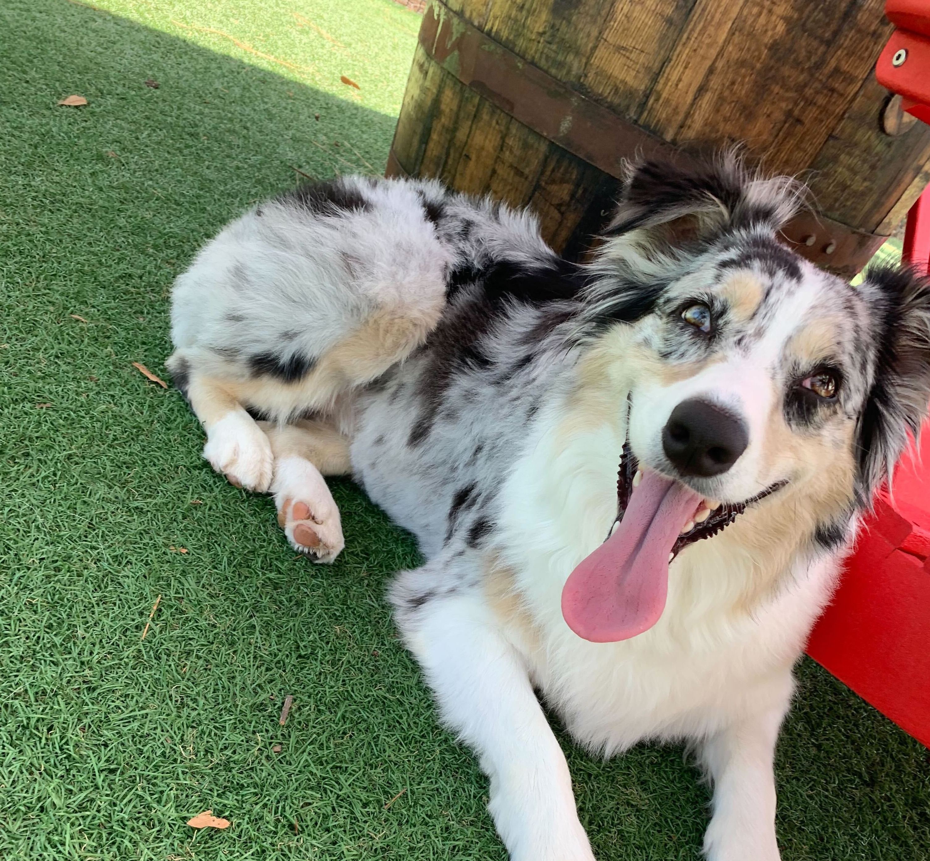 5 Places to Take Your Dog in Jacksonville, FL header image.