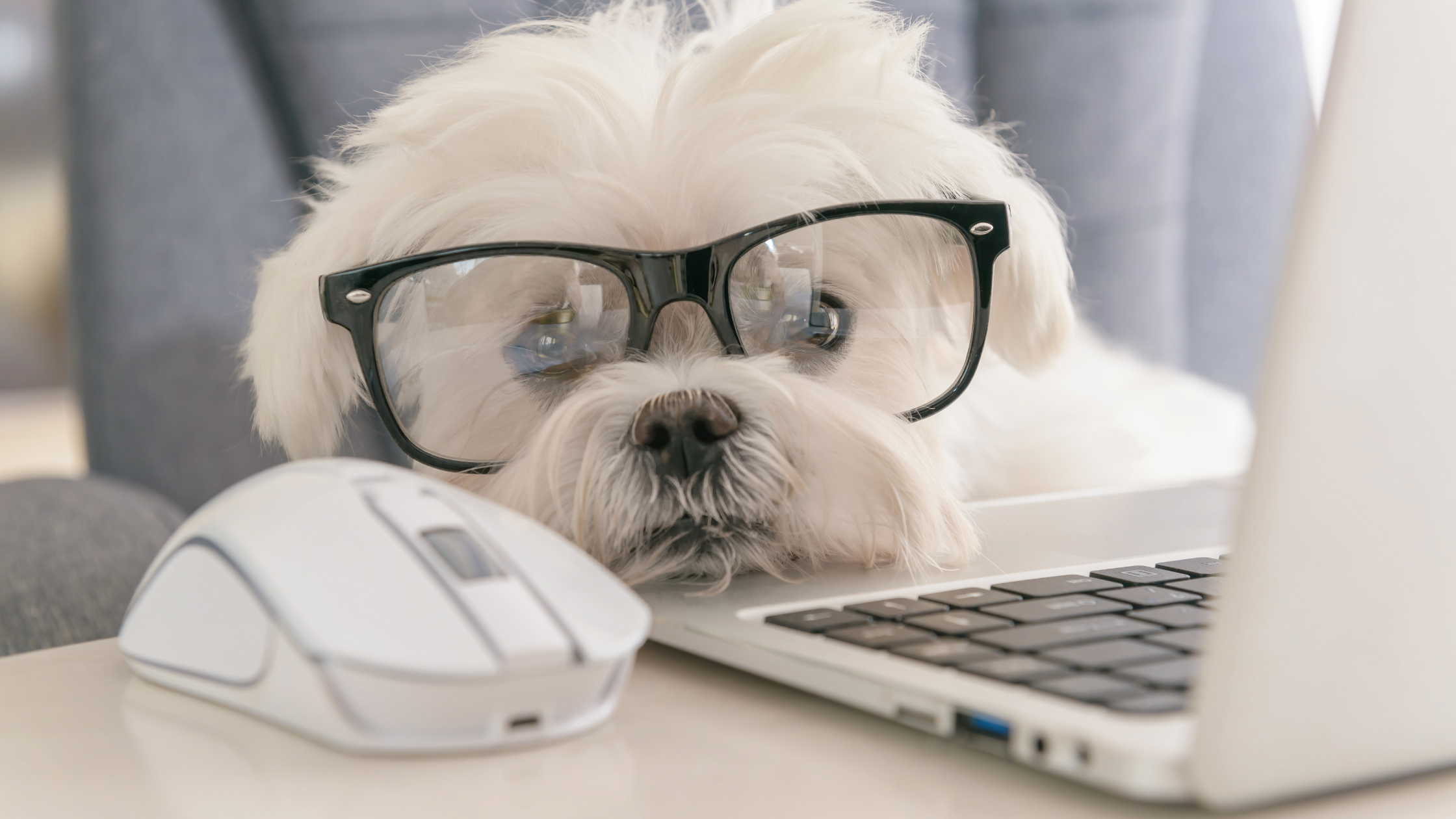 Why Your House Didn't Sell header image.