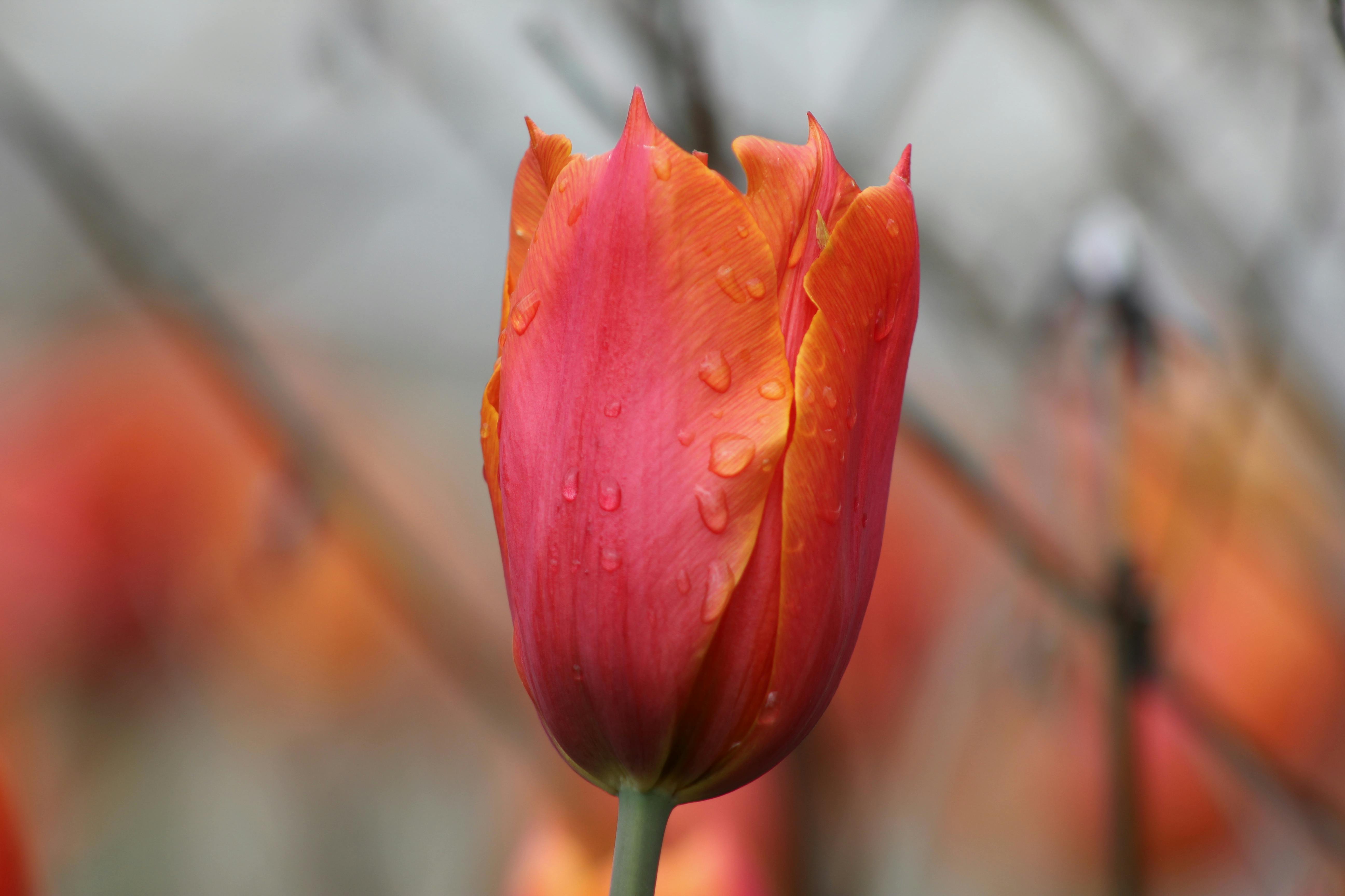 Spring Events in Birmingham, AL