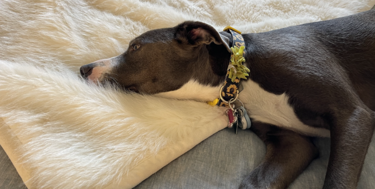 Garza Home Vlog: Heartwarming Story of a Rescued Stray Dog Finding Love and Comfort with a New Family header image.