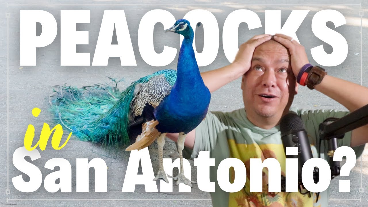 Peacocks in San Antonio's Medical Center: Neighborhood Icons or Nuisance? header image.