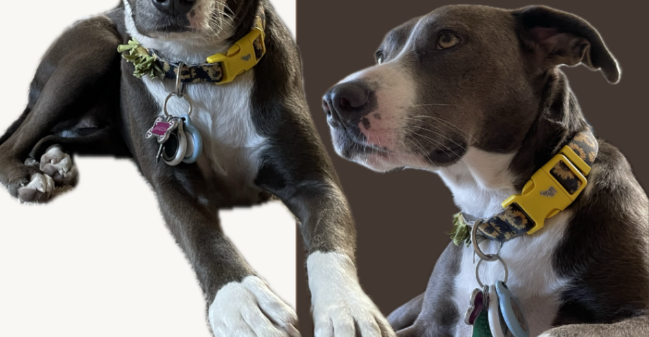 A Tale of Unbreakable Bonds: How Shadow Stole Our Hearts a Garza Home Team Blog header image.