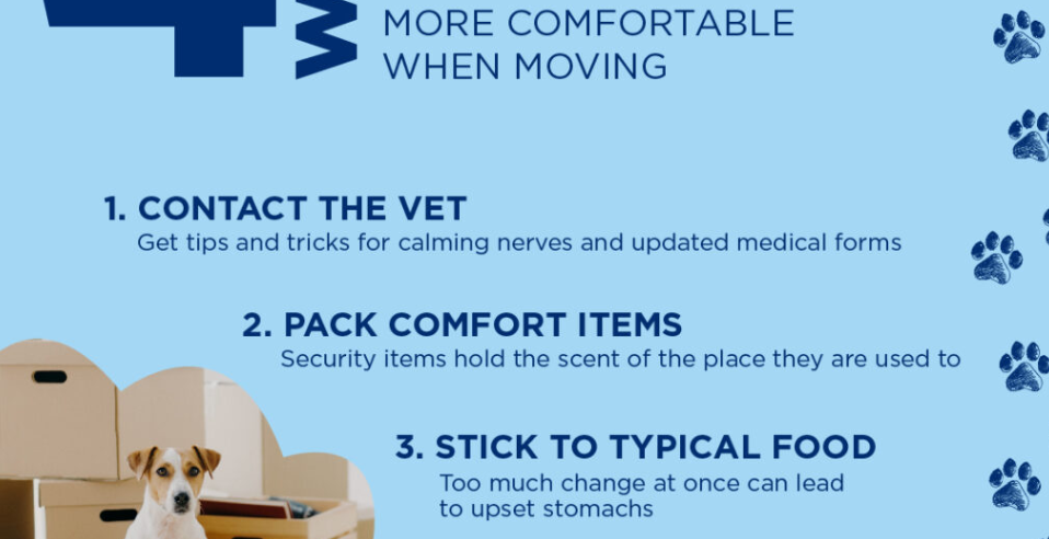 4 Ways to Make Your Dog More Comfortable When Moving header image.
