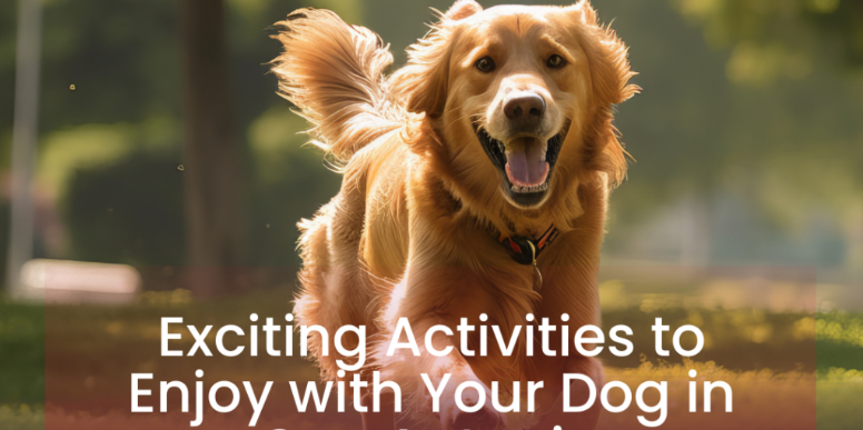 Exciting Activities to Enjoy with Your Dog in San Antonio header image.