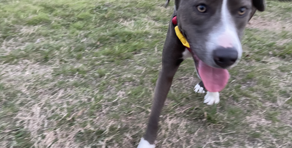 Garza Home Vlog: When Three Dogs Interrupted Our Evening Routine header image.