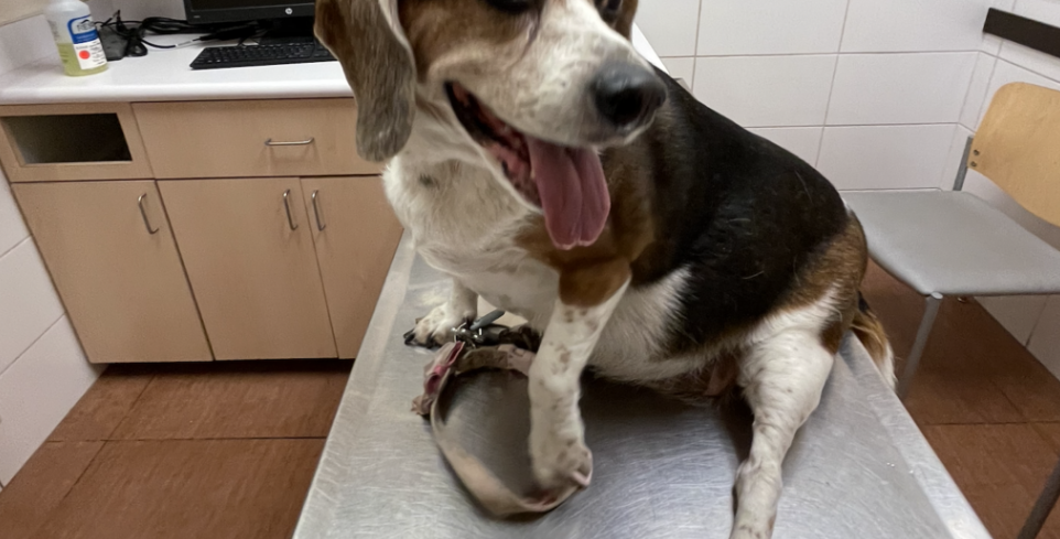 Garza Home Vlog: Doggie Adventure header image.