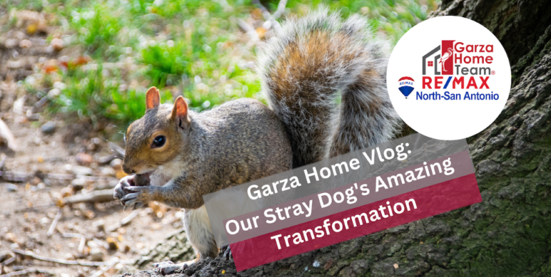 Garza Home Vlog: Amazing Transformation: Stray Dog Sleeps Comfortably & Protects Our Home from Dangerous Squirrels header image.