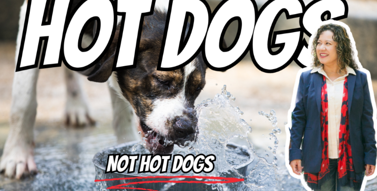 Summer Fun with Furever Friends: Keeping Your Pets Safe in the Heat header image.