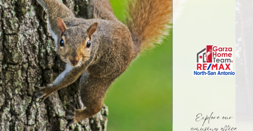 The Office Squirrel Saga: Our Unexpected Co-Worker header image.
