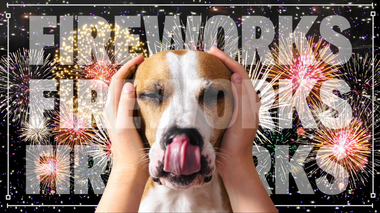 Keep Your Dog Safe This 4th of July: Tips to Prevent Scares & Escapes header image.