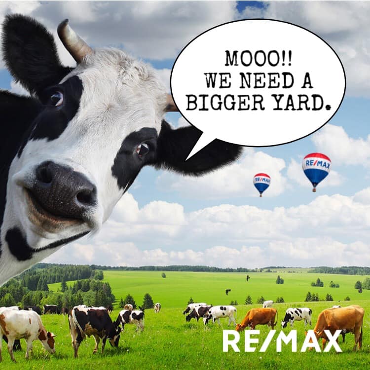 MOOO!!! Do you need a bigger yard? header image.