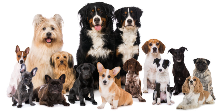 Showing Your Home Listing with Dogs: Tips to Ensure a Smooth Sale header image.