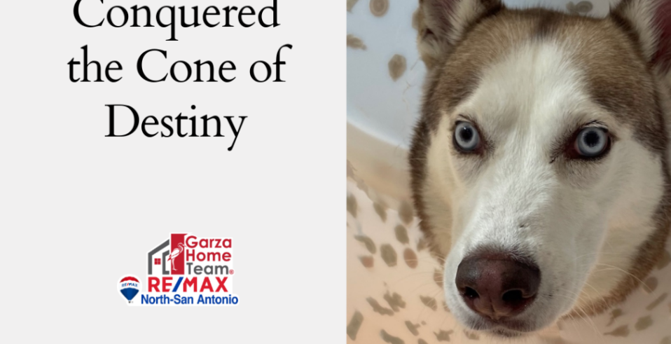 A Superhero’s Tale: How My Husky Conquered the Cone of Destiny header image.