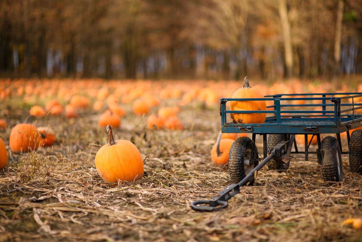 🍂 Best Fall Spots in the Delaware Valley: Pumpkin Patches, Hayrides & Family Fun header image.