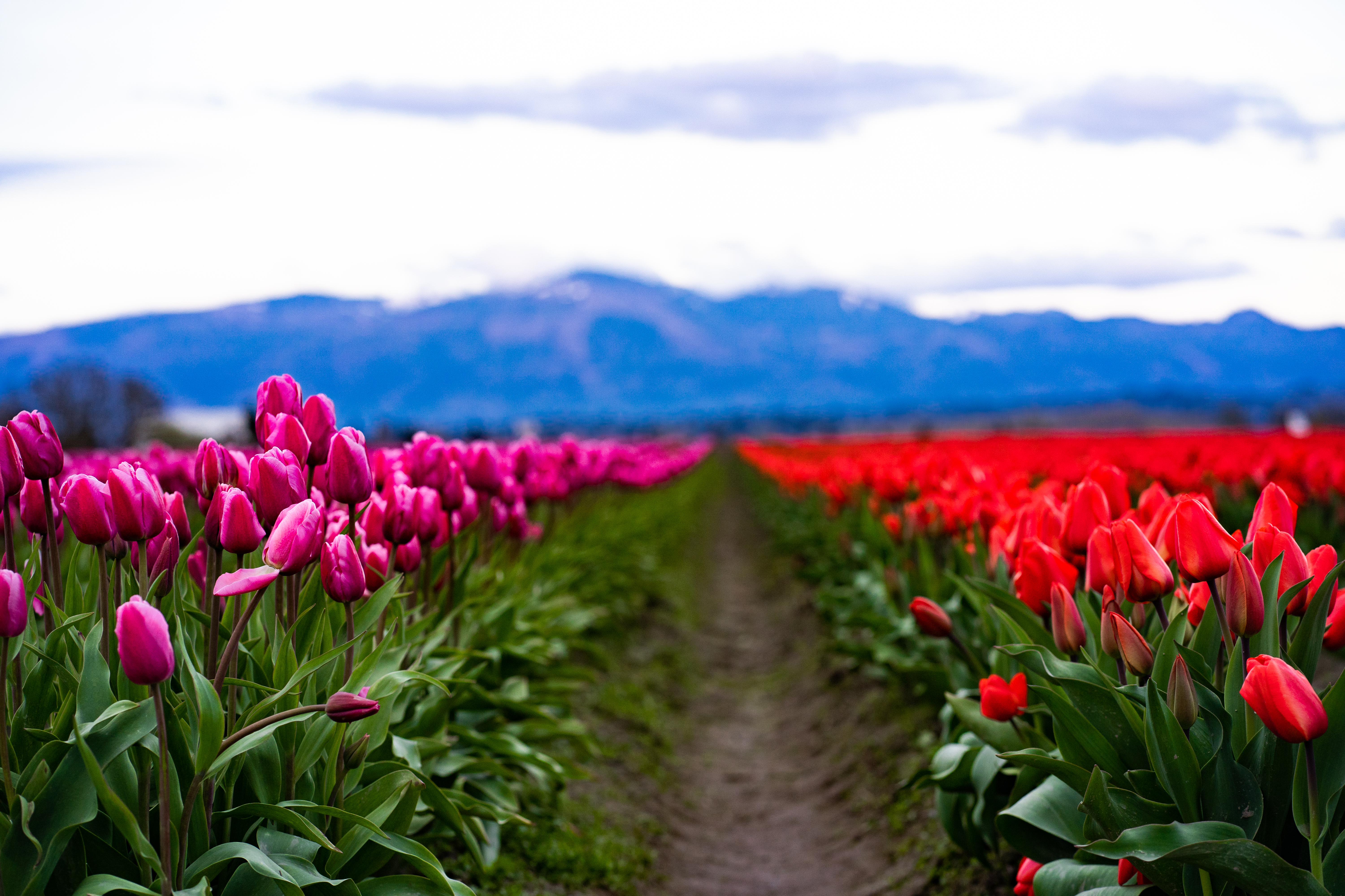 All Things Skagit County Tulip Festival header image.