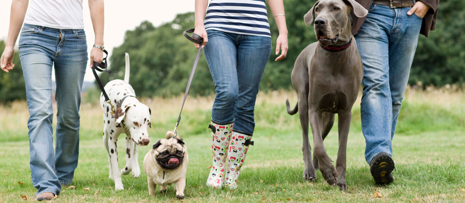 Exploring Chattanooga's Walkable Areas header image.