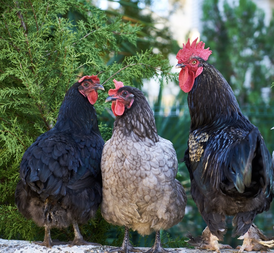 Microfarming and Agrihoods in Real Estate! What is this Trend in Real Estate About? header image.