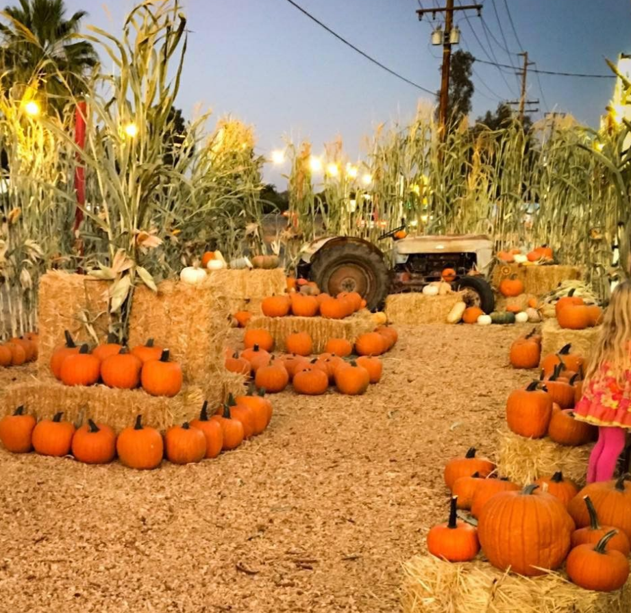 2026 Pumpkin Patches header image.