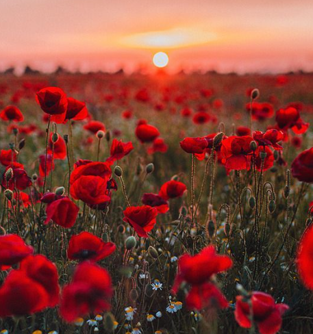 In Flanders Fields header image.