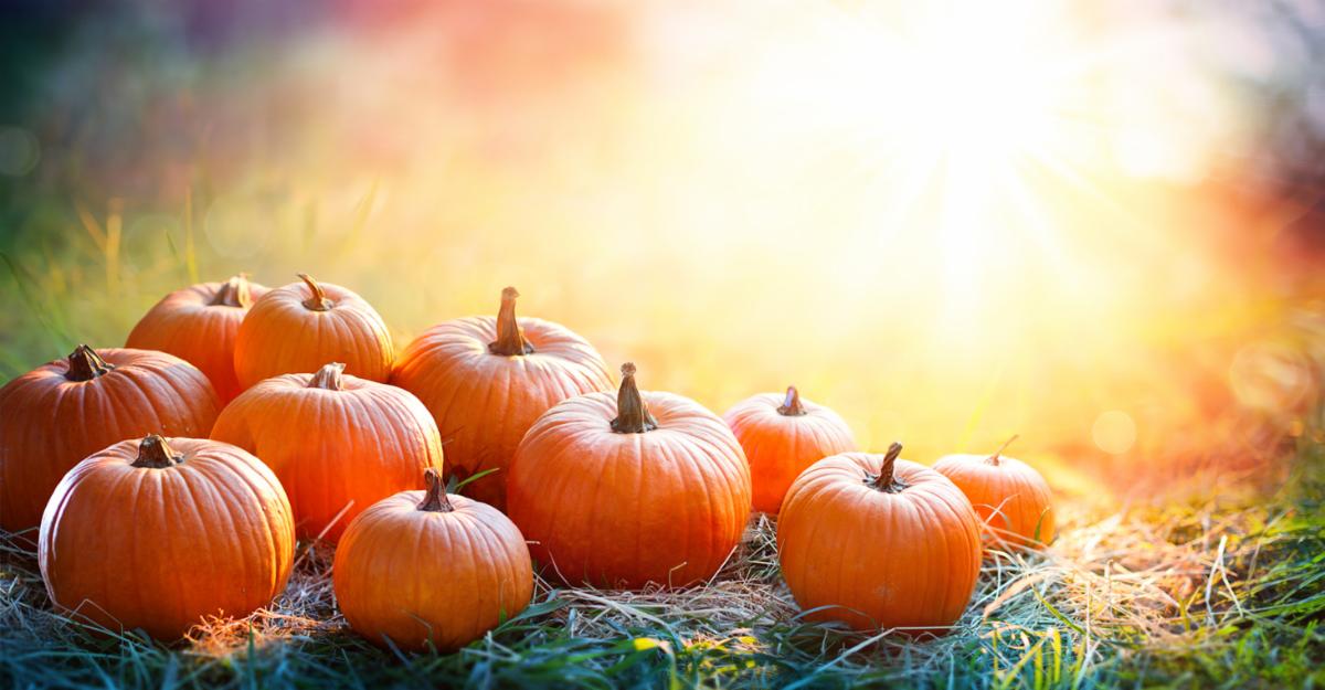 Pumpkin Patches header image.
