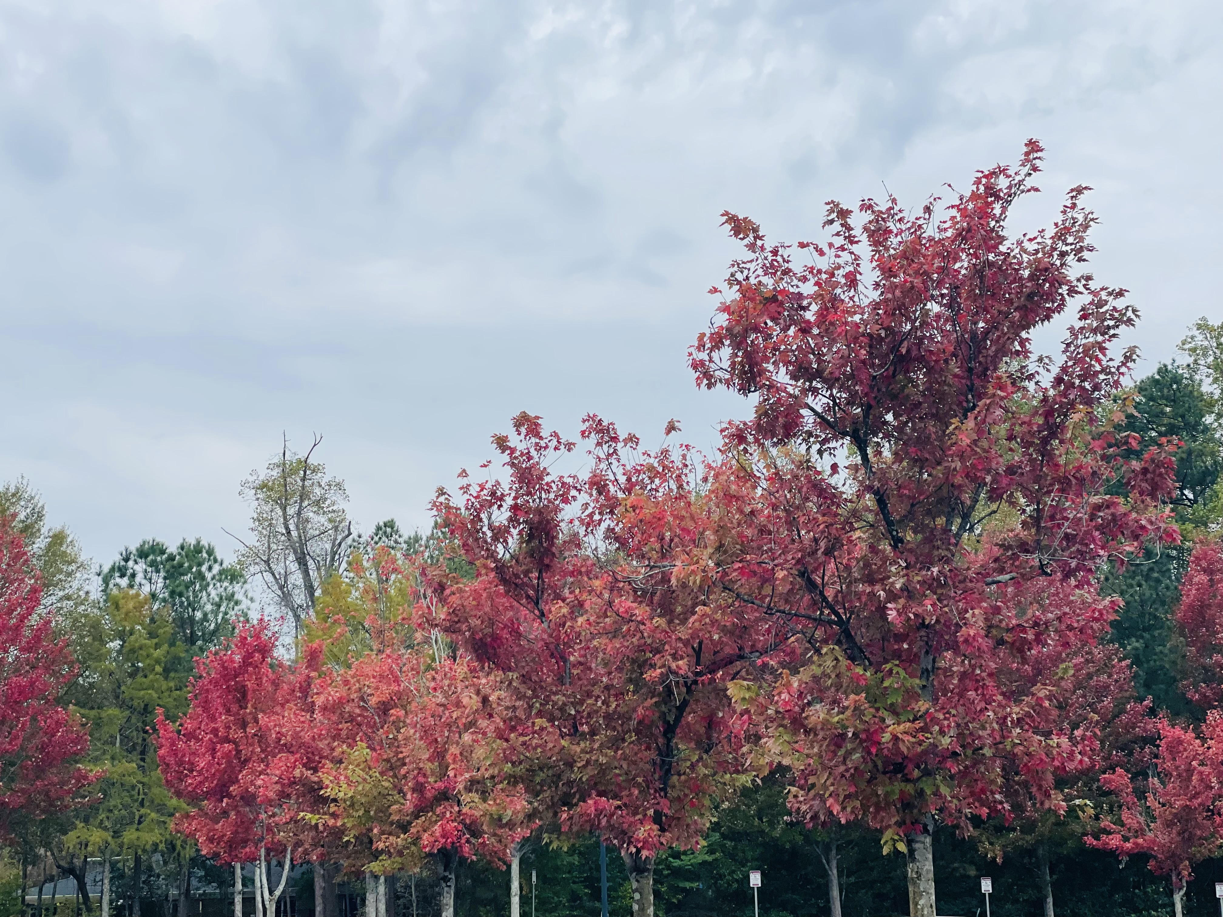 North Atlanta Real Estate Market