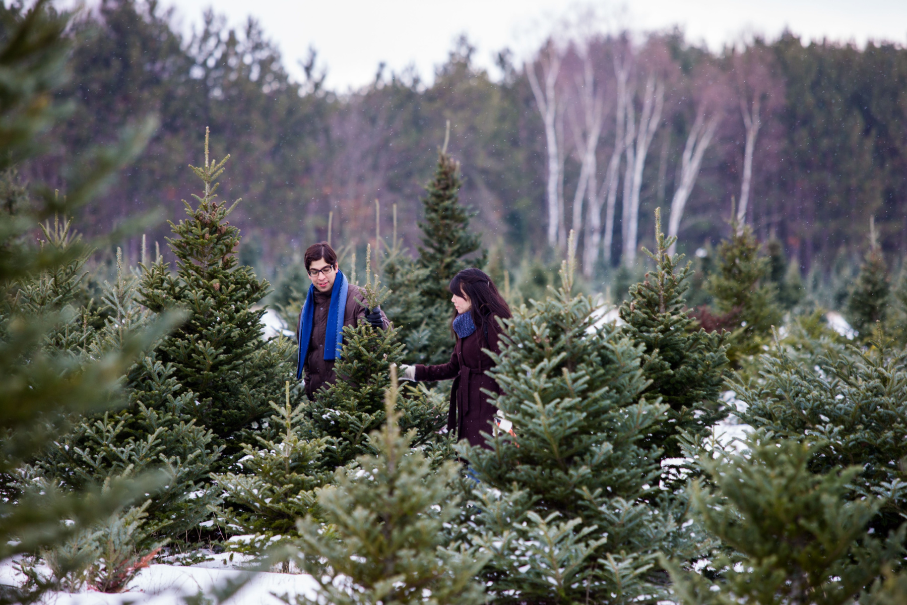 Best Places To Cut Your Own Holiday Tree In Clark County header image.