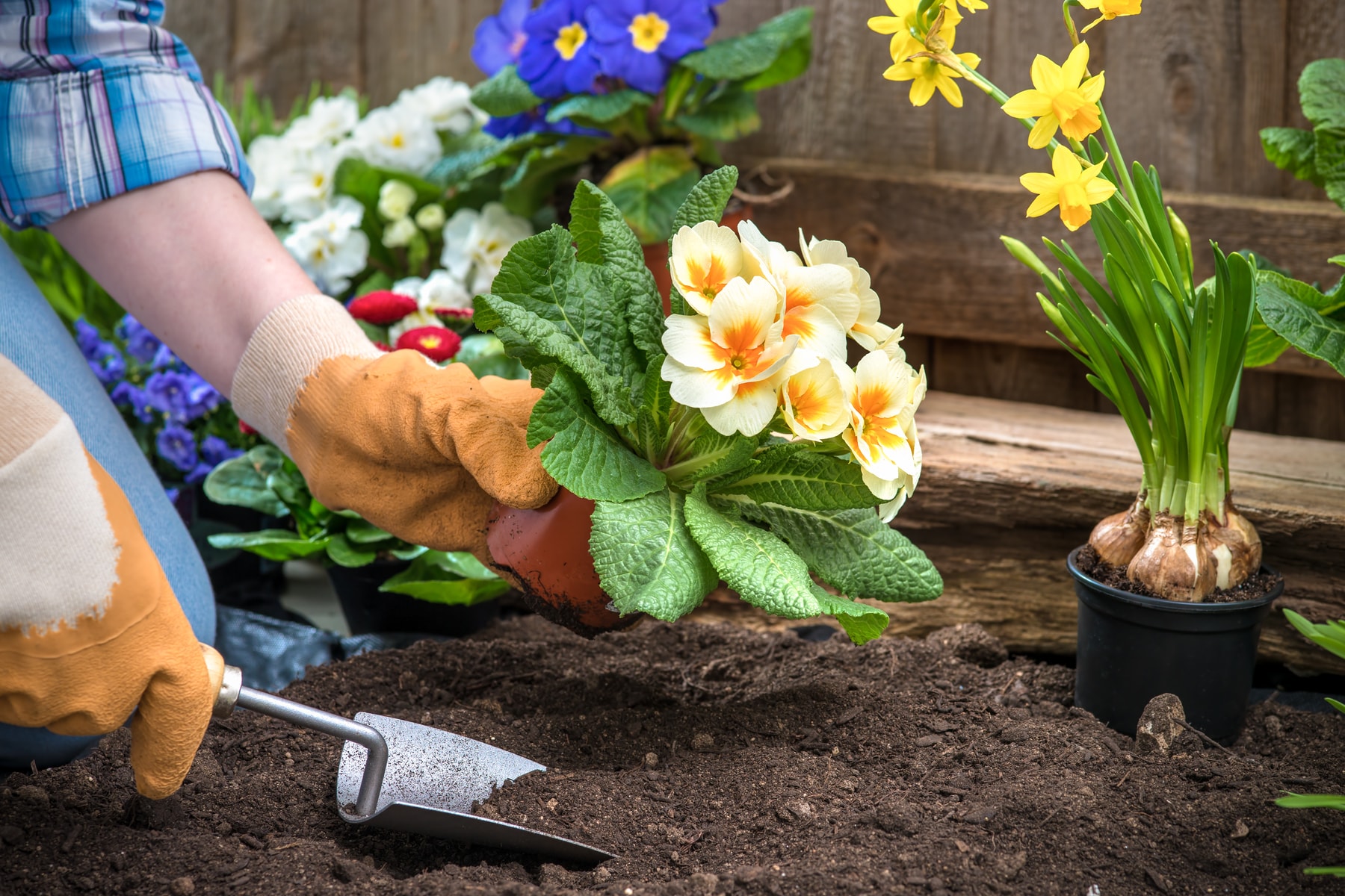 The Best Plants for Your Vancouver Spring Garden! header image.
