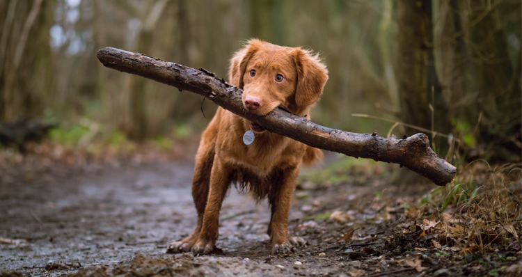 The Five Best Off-Leash Dog Parks Here in Portland header image.