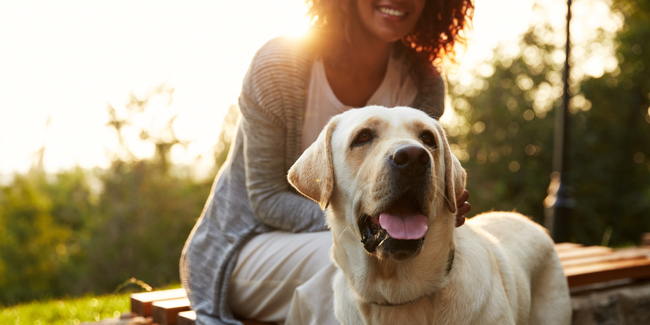 The Five Best Dog Parks in Vancouver header image.