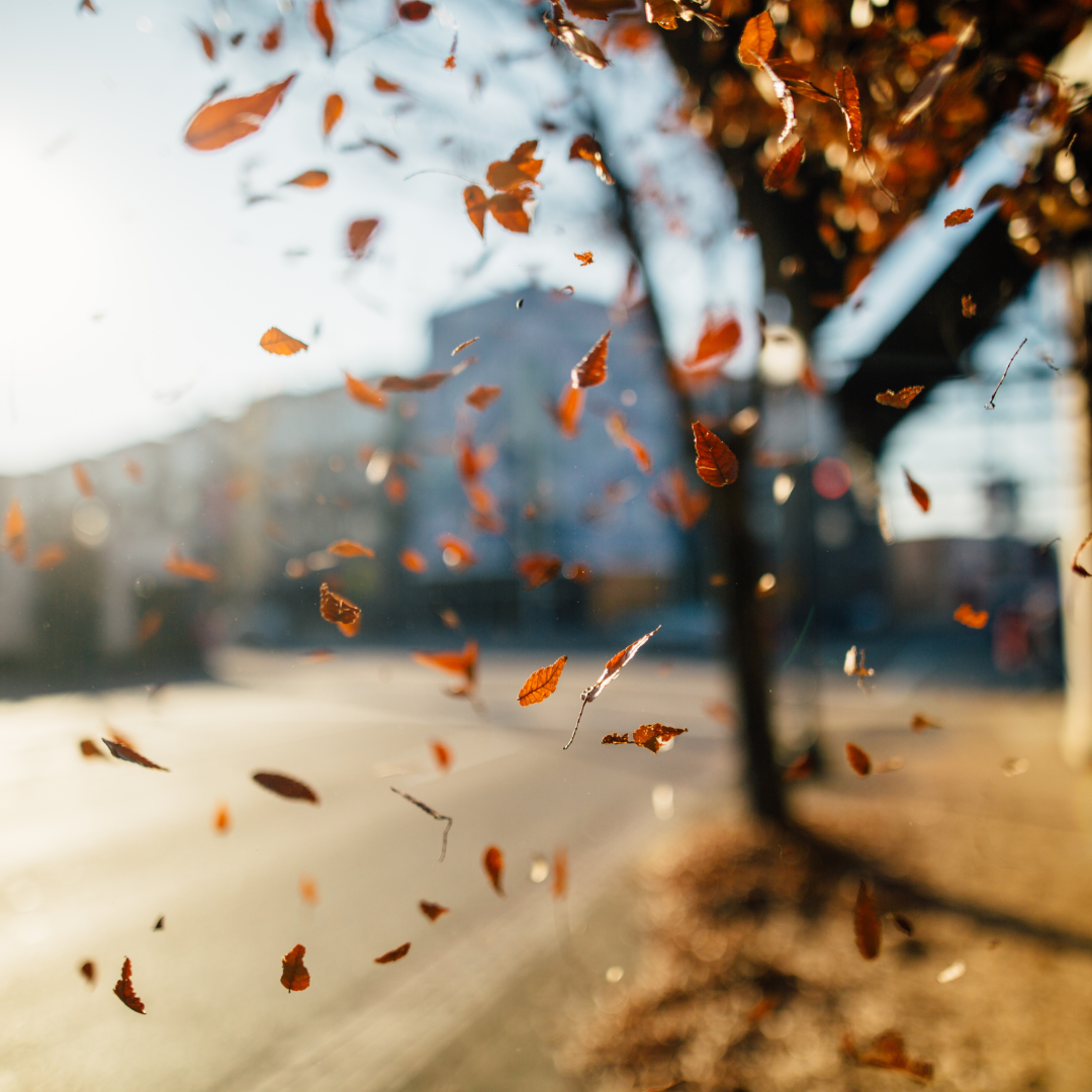 More than just Leaves are Falling - What Q3 Sales Tell Us about the NoMi Real Estate Market header image.