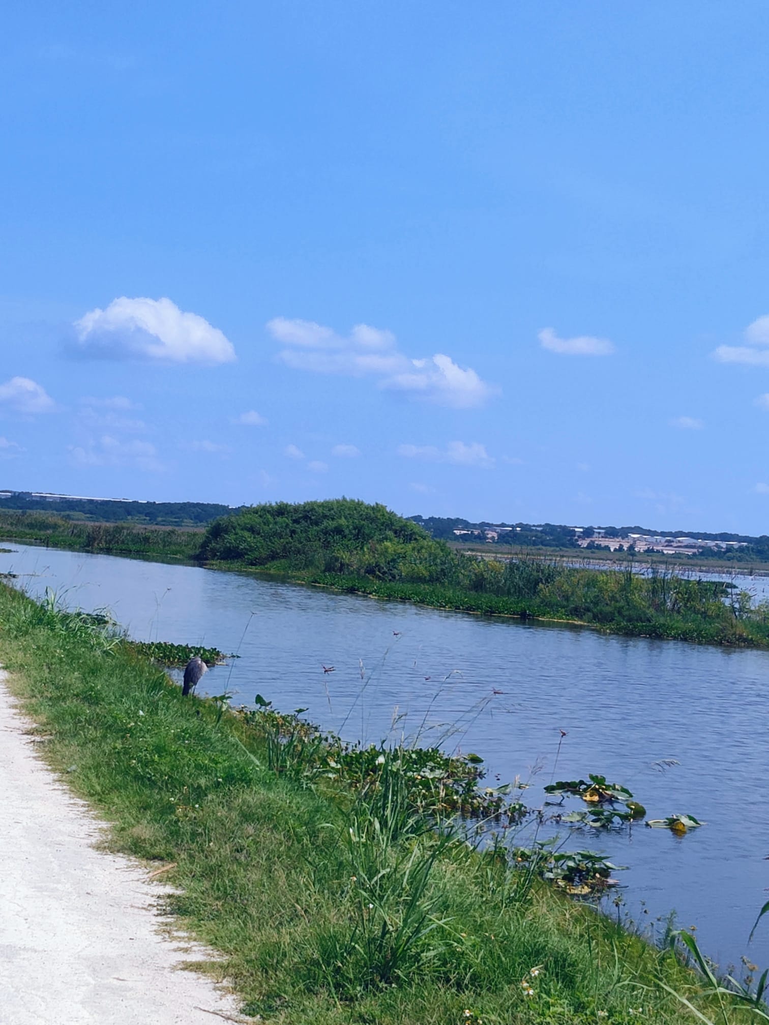 🚗 Discover the Natural Wonders of Lake Apopka Wildlife Drive header image.