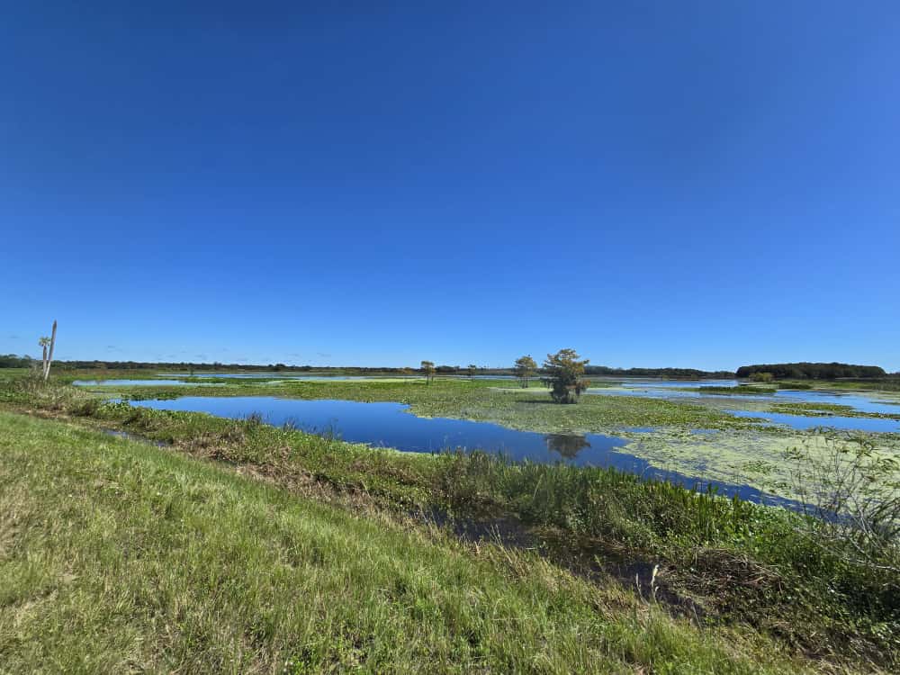 Wild Beauty at the Orlando Wetlands in Christmas, Florida header image.
