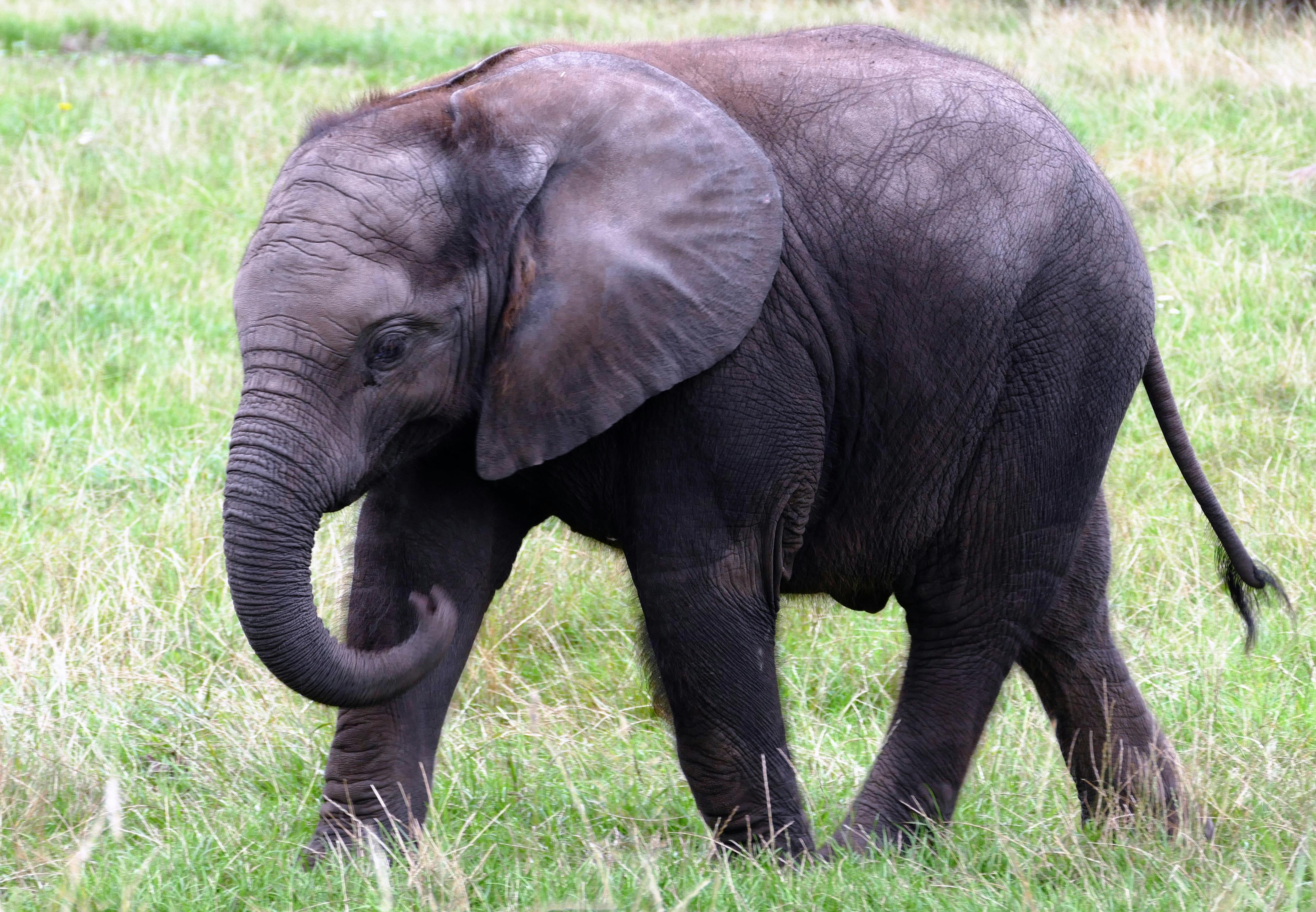 Baby elephant | Best real estate agents at zoo in springfield mo
