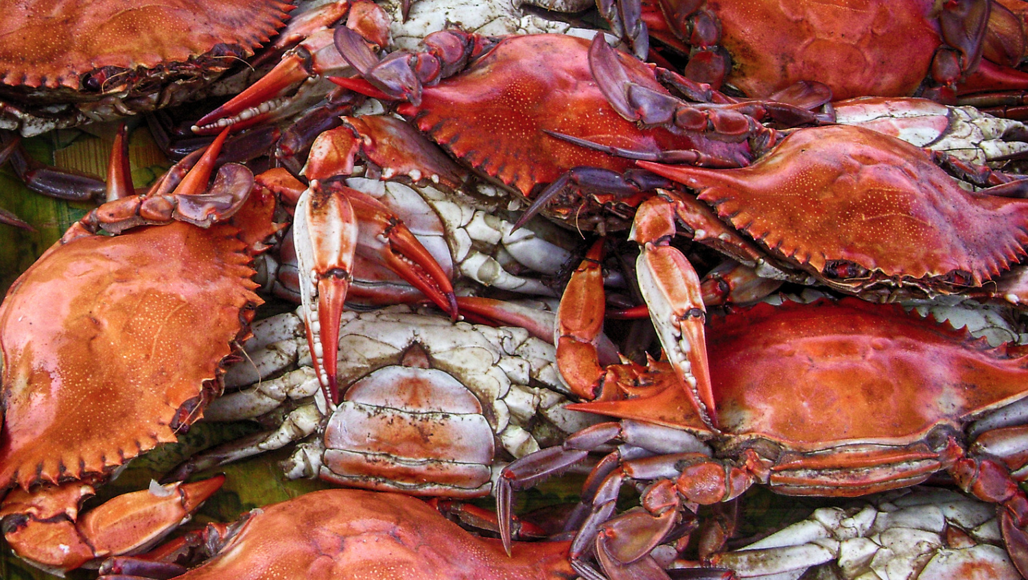 A Locals Guide to Calvert County, Maryland header image.