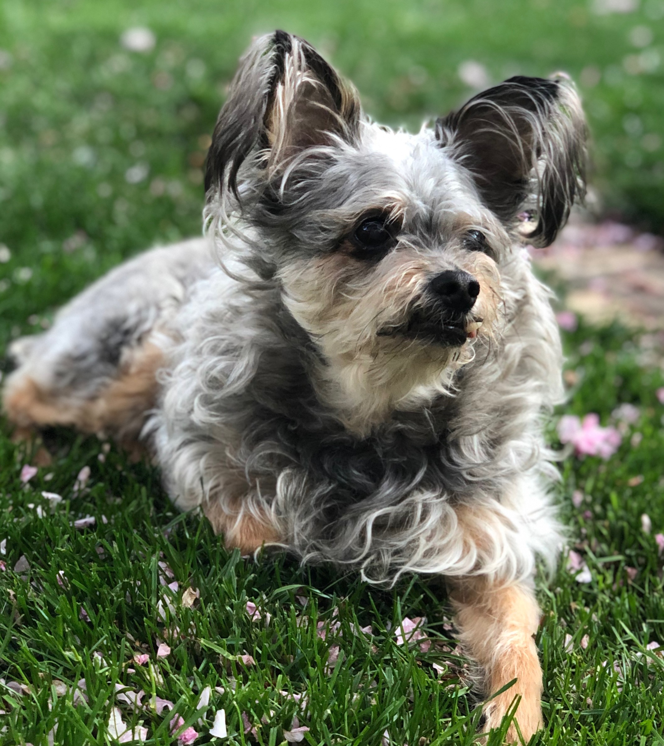 Dog-Friendly Hudson County: Best Spots for Pups (and Their People) header image.