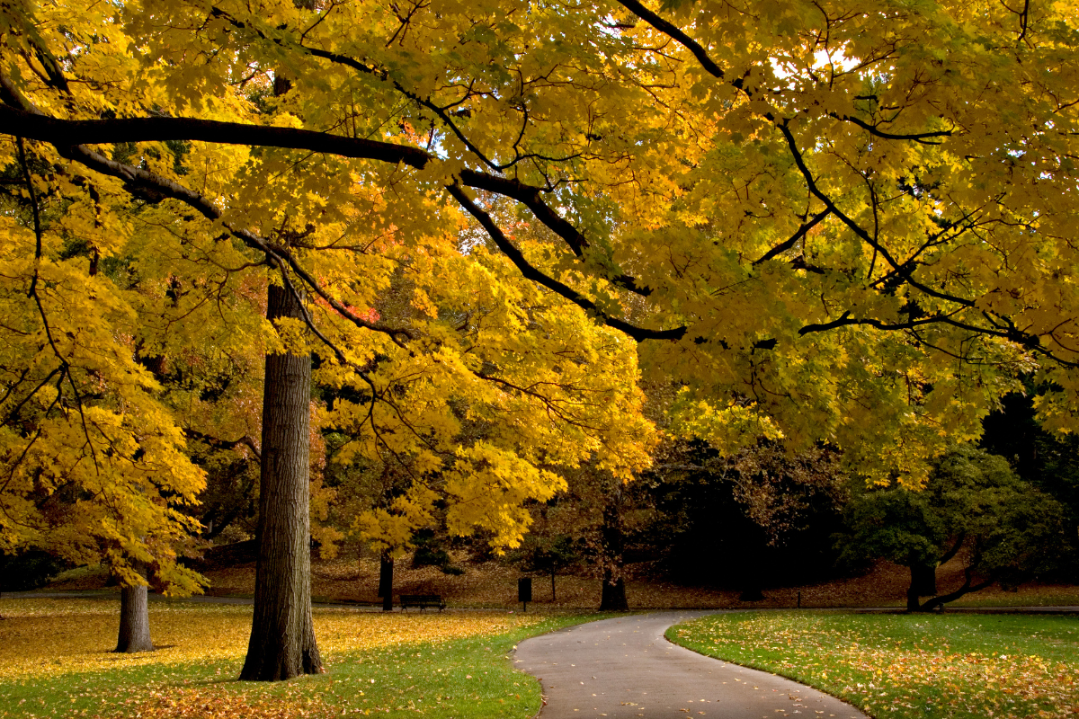 The Absolute Best Spots to See Fall Colors in Seattle header image.