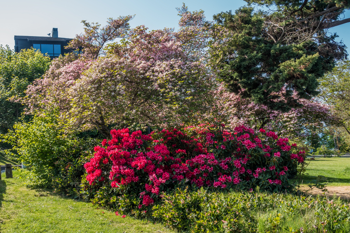 10 Native Plants for Your Seattle Home header image.