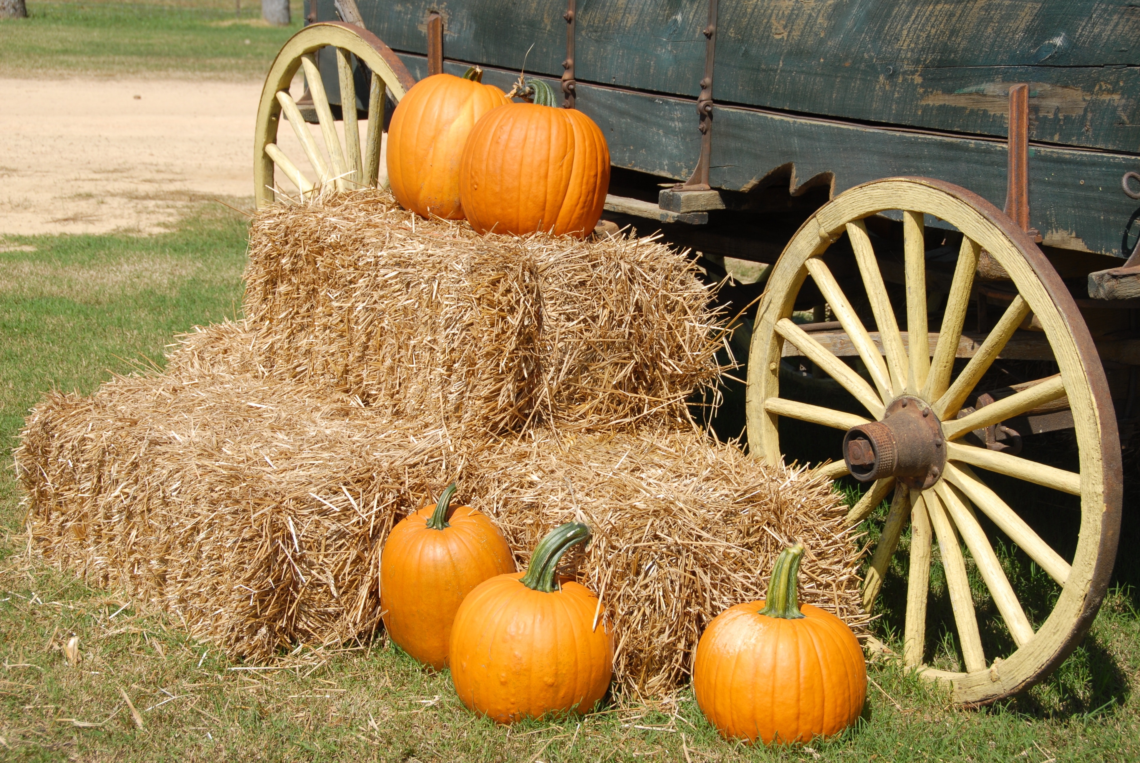 Pumpkin Patches to visit this fall header image.