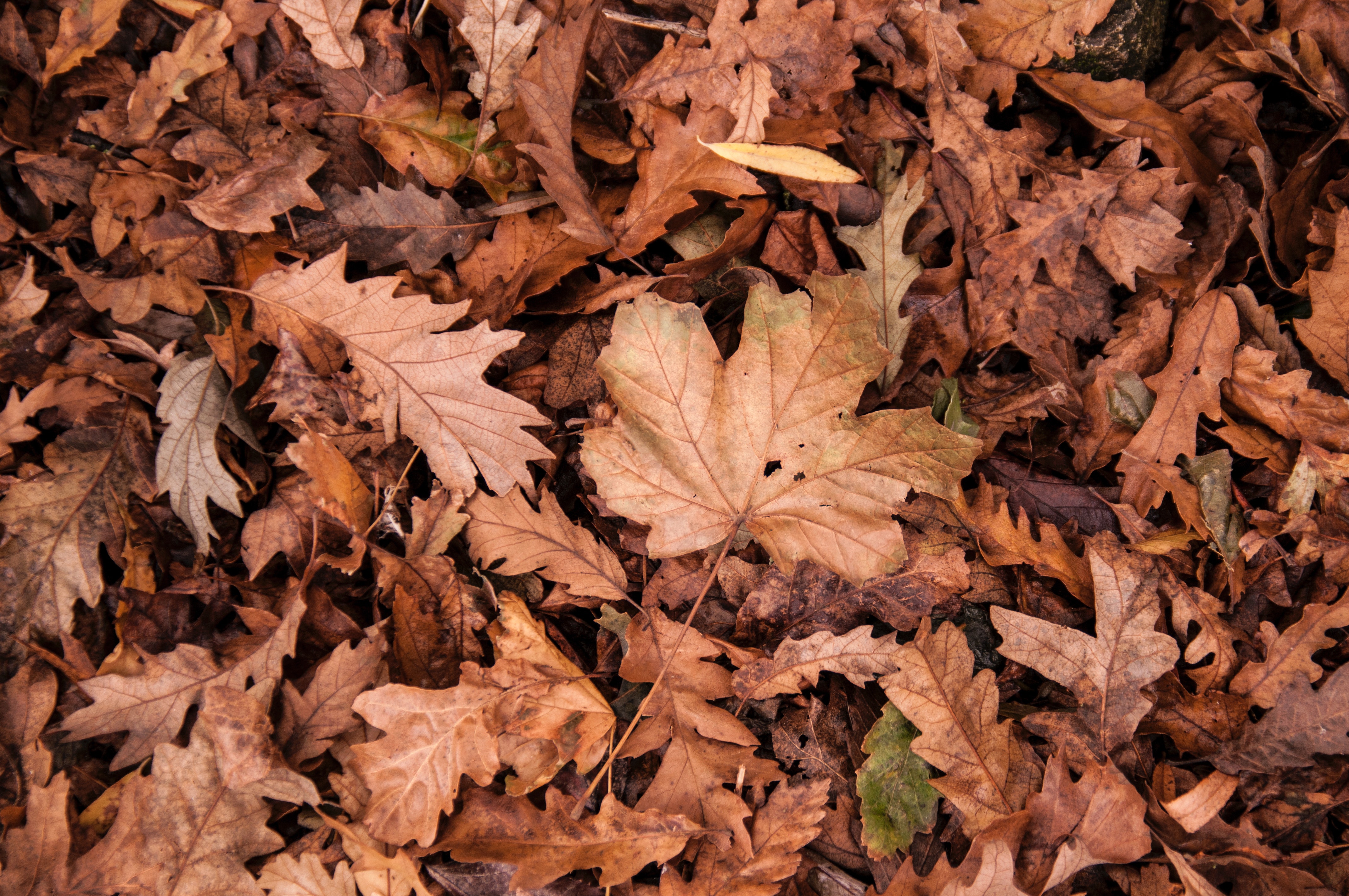 Tips for fall home maintenance header image.