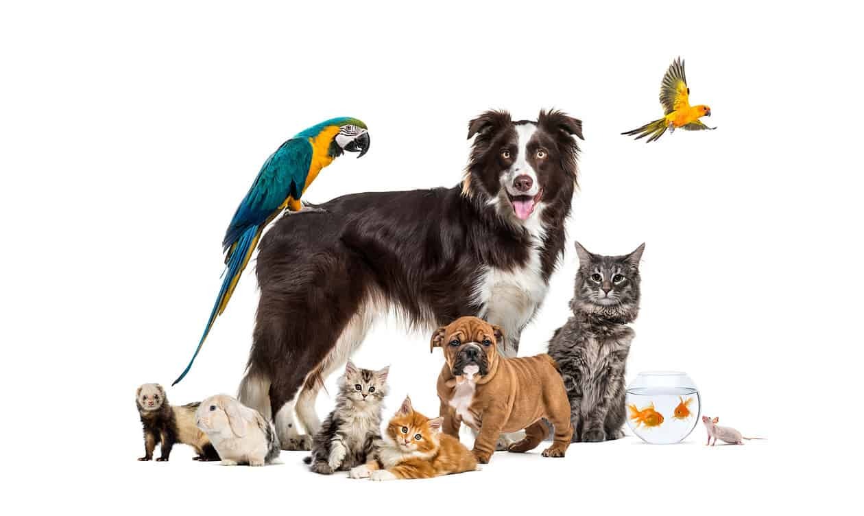 Animal shelters overwhelmed due to high rates of inflation. header image.