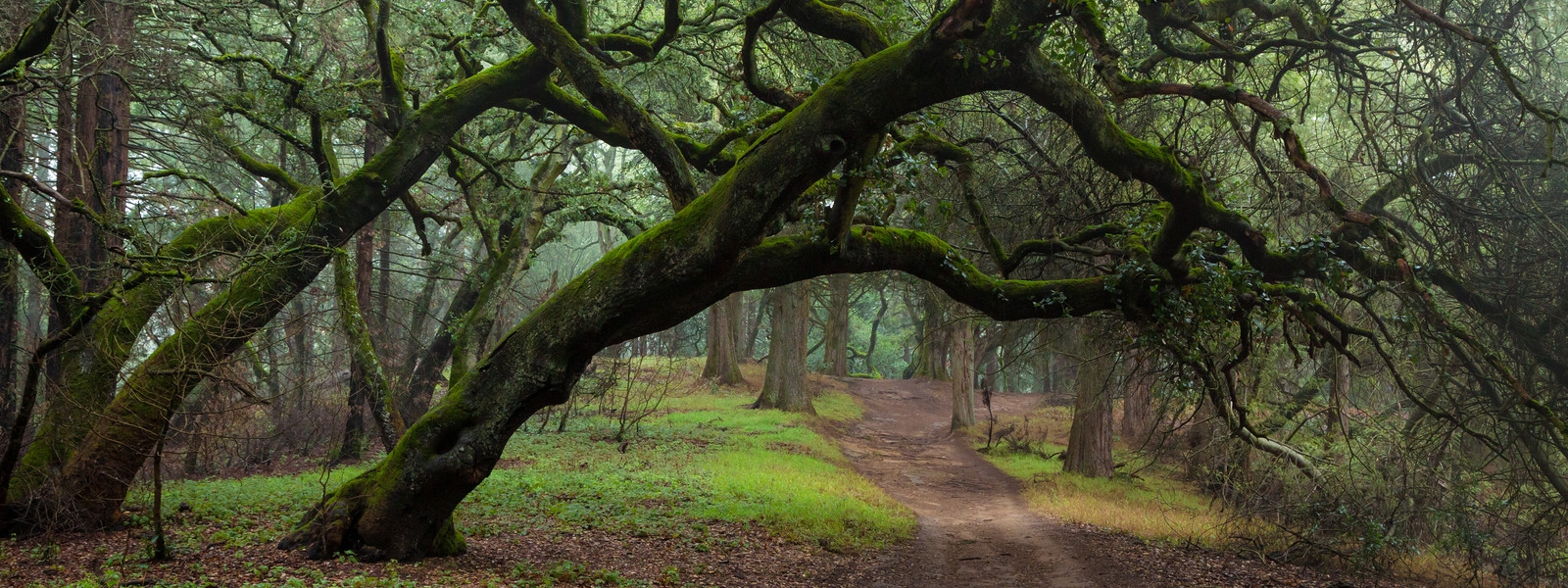The haunting of Joaquin Miller Park header image.