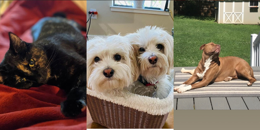 Honorary Members of the Monday Team. header image.