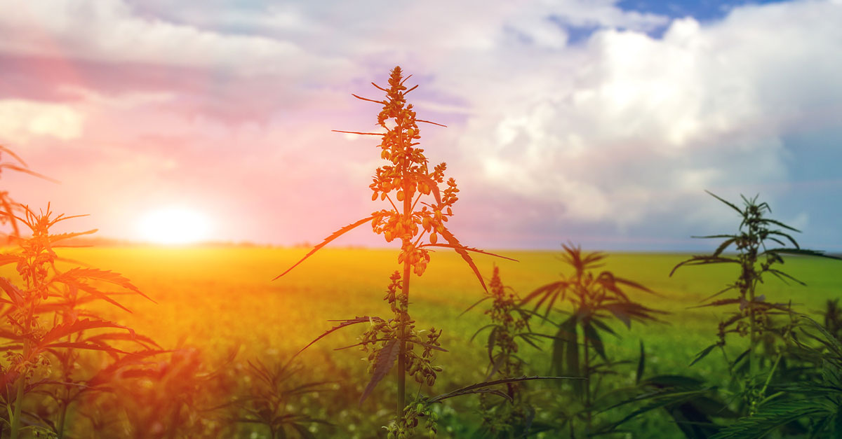 Oakland Commercial Real Estate and the Cannabis Green Zone. header image.