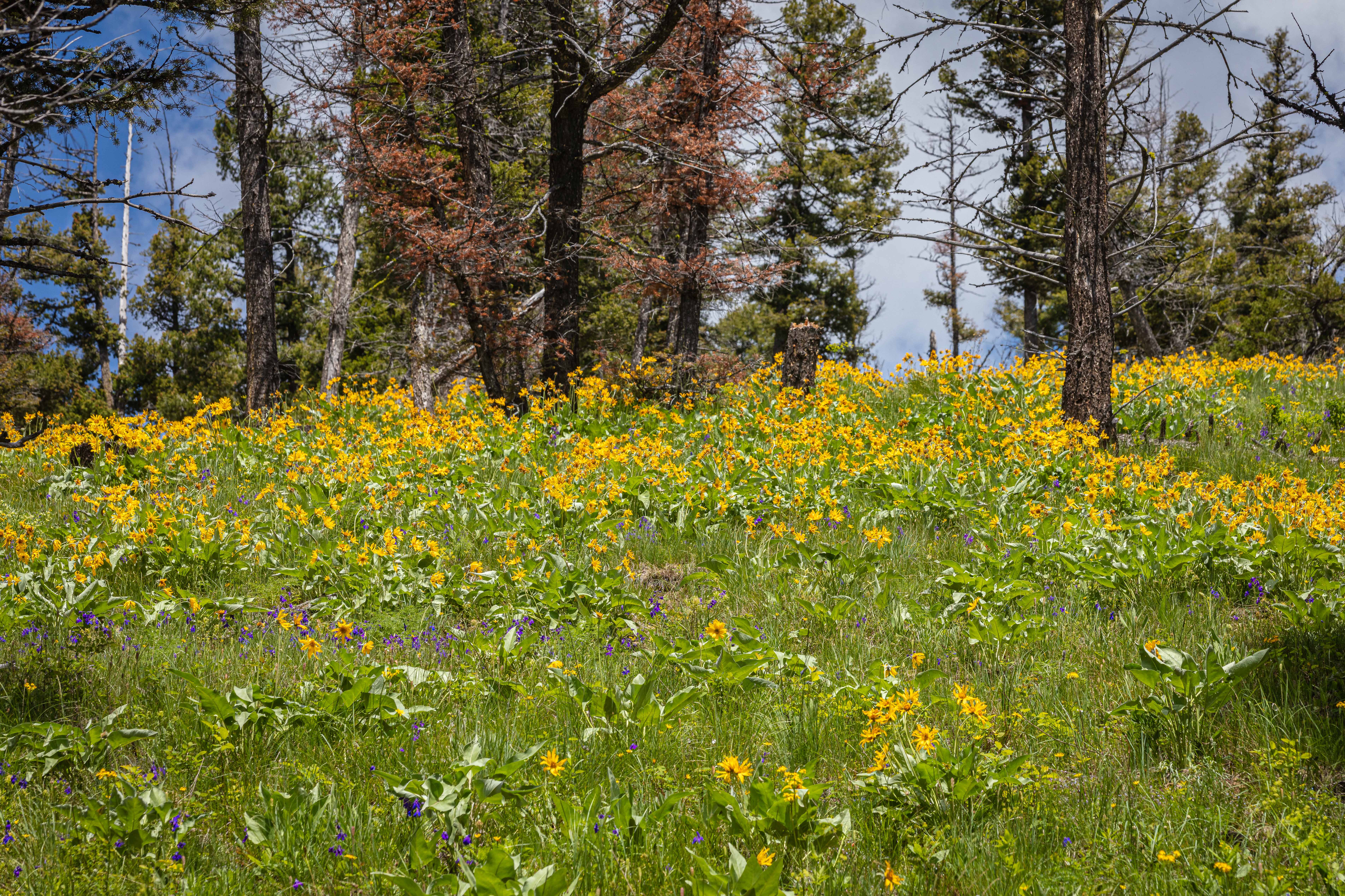 Montana Is One of the Best Investments header image.