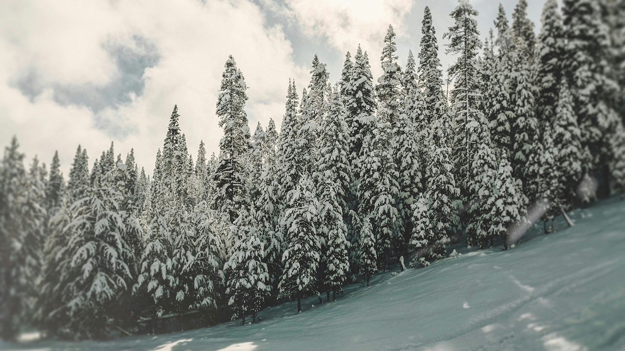 February 2025 Market Update: Is Spring Waking Up Earlier Than Usual This Year? header image.