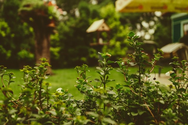 Best Low-Maintenance Plants for Your Seattle Garden header image.