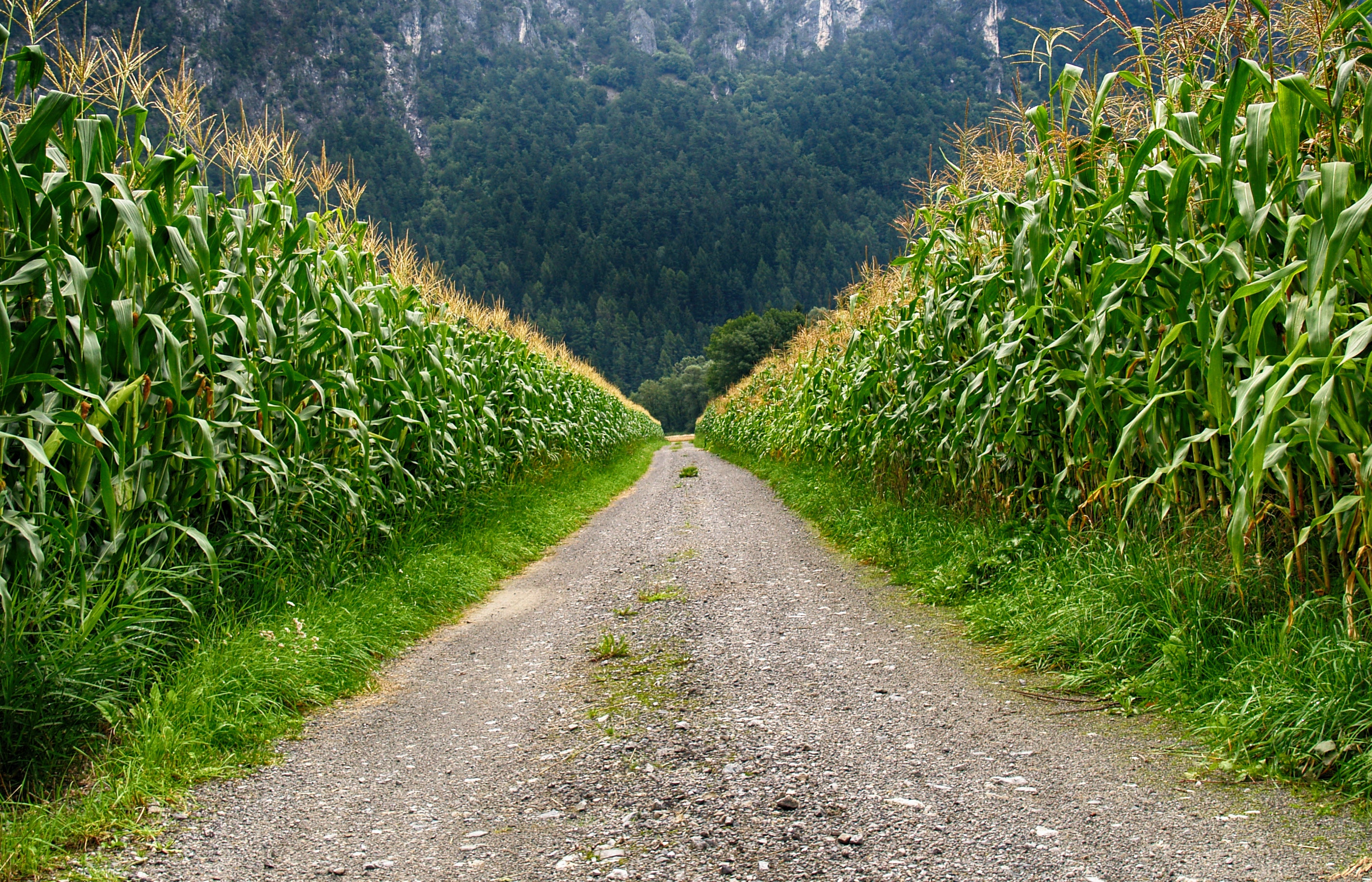Best Corn Mazes Near Seattle header image.